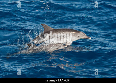 Delfines moteados del Atlántico (Stenella frontalis), la madre y el ternero porpoising, Azores, Océano Atlántico. Foto de stock