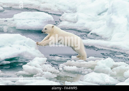 Lindo cachorro de oso polar, Ursus maritimus, saltando de un témpano de hielo en el Hielo Olgastretet, el archipiélago de Svalbard, Noruega