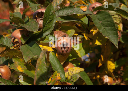 Níspero fruto de un árbol en el huerto, en RHS Wisley en Surrey Foto de stock