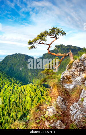Solo pino en el Parque Nacional Pieniny Sokolica acantilado al atardecer, Polonia