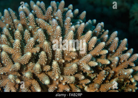 Acropora digitifera, Acroporidae, Sharm el Sheikh, Mar Rojo, Egipto Foto de stock
