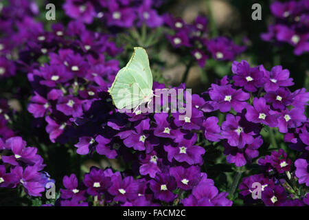 Hembra Brimstone Butterfly (Gonepteryx rhamni) alimentándose de aubretia Foto de stock