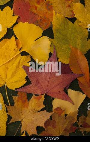 Una variedad de coloridas hojas de otoño encontrados en Prospect Park, Brooklyn, Nueva York, incluso olmos, arces, Ginkgo, dulces, chicles, roble y otros.