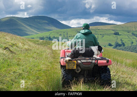 Pastor en un quad con ovejero sentados detrás de él, la conducción en páramos, UK Foto de stock