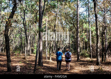 Gainesville Florida, San Felasco Hammock State Park, paisaje natural, naturaleza, senderismo, sendero, bosque de pinos, árboles, adolescentes adolescentes adolescente niño, niñas, Foto de stock