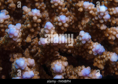 Acropora digitifera, Acroporidae, Sharm el Sheikh, Mar Rojo, Egipto Foto de stock