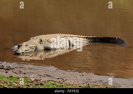 Un cocodrilo del Nilo (Crocodylus niloticus) regodearse en aguas poco profundas, el Parque Nacional Kruger, Sudáfrica
