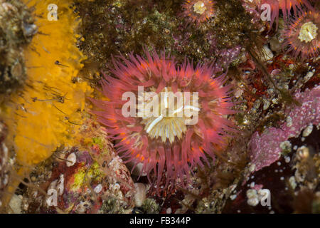 Elegante, Tangrose anémona, Sagartia elegans, Sagartia elegans var. rosea, Actinia elegans, sagartie de jarrón, Seeanemone