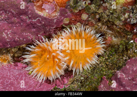 Elegante, Tangrose anémona, Sagartia elegans, Sagartia elegans var. venusta, Actinia elegans, sagartie de jarrón, Seeanemone