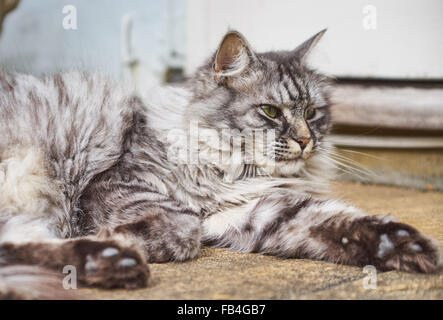 Gato Persa de pelo largo Foto de stock