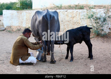 Kacchi Rabari (Desi), Laharia Village, Hombre ordeñando un búfalo, distrito de Kutch, Gujarat, India Foto de stock