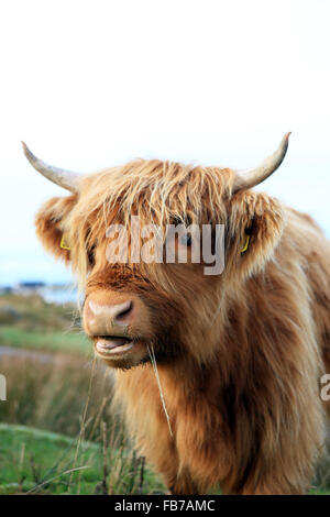 Highland vaca masticando briznas de hierba en Fionnphort en la isla de Mull, en el interior de Hebrides de Escocia.