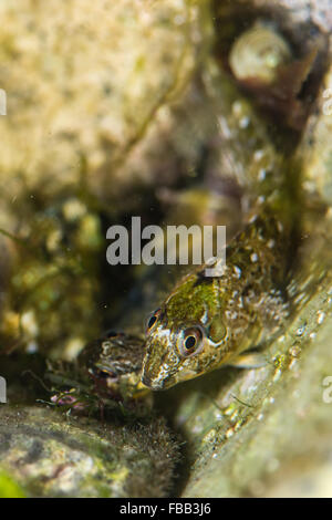 Lipophrys pholis Shanny (pescado). Un pez de la familia Bleniidae encontrados en piscinas intermareales, es una especie de peine-diente blenny Foto de stock