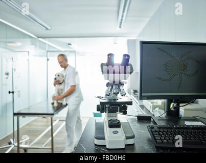 Microscopio en la práctica veterinaria, ampliación microscópica del ácaro en la pantalla del monitor, el veterinario examina perro, Austria Foto de stock