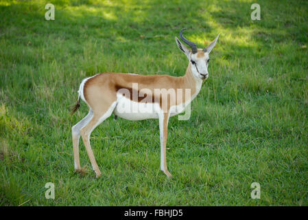 El antílope Springbok, Mundo Animal, parque de juegos, Esmeralda Resort, municipio Emfuleni Vanderbijlpark, Gauteng, Sudáfrica