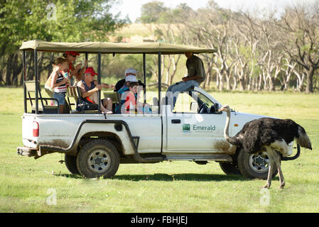Safari Jeep por el avestruz, Juego de Mundo Animal Park, Esmeralda Resort, municipio Emfuleni Vanderbijlpark, Gauteng, Sudáfrica Foto de stock