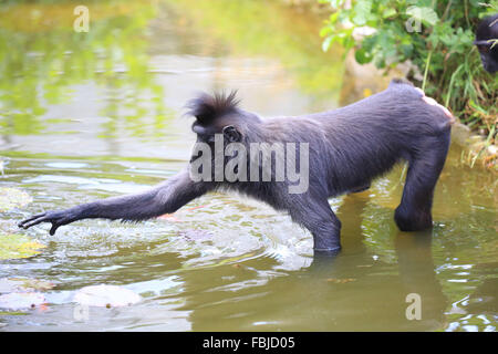 El macaco crestado de Célebes de pie en el agua, Cynopithecus niger Foto de stock