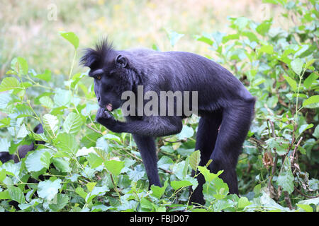 El macaco crestado de Célebes, Cynopithecus niger Foto de stock