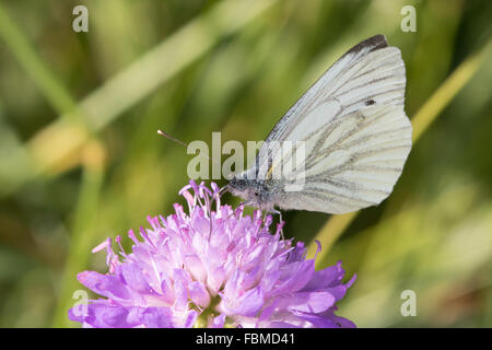 Verde-Blanco veteado (Pieris napi) butterfly