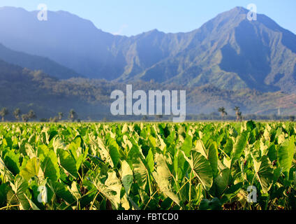 La reflexión de Taro plantas en valle de Hanalei en Kauai con las montañas de Na Pali en el fondo