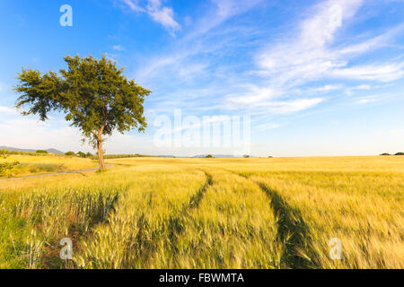 El trigo presentó una curva con dos pistas y un árbol en un día de primavera. En el horizonte un cielo claro natural. Toscana, Italia. Foto de stock