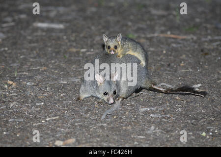 Common Brushtail Possum, Trichosurus vulpecula, con jóvenes cabalgando sobre volver Foto de stock