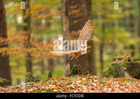 Lechuza / Schleiereule ( Tyto alba ) despegue, en vuelo, broadleaved natural bosque, colores de otoño, octubre de oro.