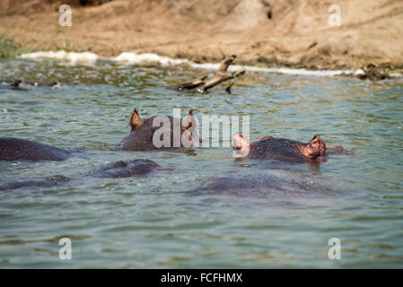 Hipopótamos en el canal Kazinga, Hippopotamus amphibius, el Parque Nacional Queen Elizabeth, Uganda, África Foto de stock
