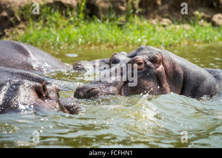 Hipopótamos en el canal Kazinga, Hippopotamus amphibius, el Parque Nacional Queen Elizabeth, Uganda, África Foto de stock