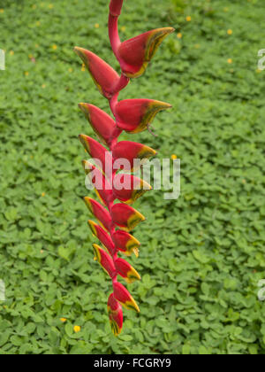 Heliconia Rostrata también conocido como falso ave del paraíso con distintas hojas en forma de garra de langosta, colgando en la selva amazónica, Foto de stock