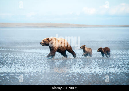 Tres Osos Grizzly Ursus arctos, madre y dos cachorros de primavera, corriendo a través de la pleamar del Cook Inlet, Alaska, EE.UU.