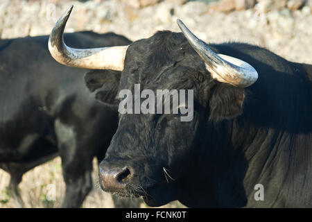 Modelo de gama libre Español toro bravo raza en extensos latifundios. Los toros son seleccionados para una determinada combinación o Foto de stock