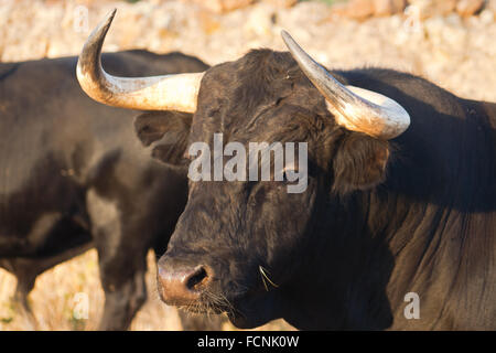 Modelo de gama libre Español toro bravo raza en extensos latifundios. Los toros son seleccionados para una determinada combinación o Foto de stock