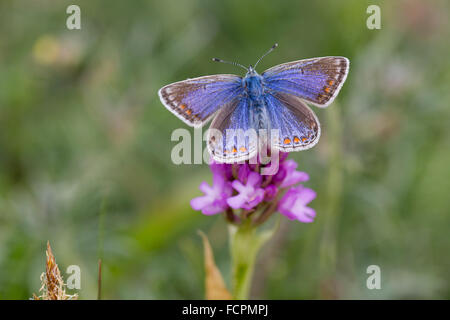 Mariposa Azul común; Polyommatus icarus mujeres solteras en Anglesey Orquídea piramidal; UK