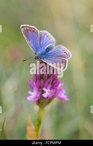 Mariposa Azul común; Polyommatus icarus mujeres solteras en Anglesey Orquídea piramidal; UK