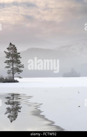 Lochan Eilein en mitad del invierno, el lago está congelado. Foto de stock