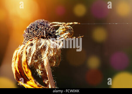 Cruceta en la flor seca en otoño Foto de stock