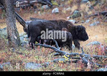 American el bisonte (Bison bison) Foto de stock
