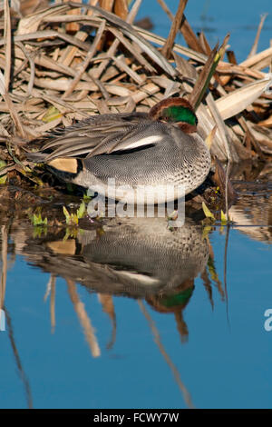 Teal, Anas crecca euroasiático. Retrato de macho en plumaje nupcial descansando en la orilla del lago. Foto de stock