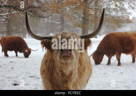 Highland vaca en Escocia