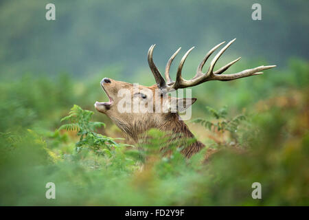 Ciervo rojo (Cervus elaphus) stag rugiendo en bracken durante la temporada de celo Ciervo rojo (Cervus elaphus) stag rugiendo en bracken durante la temporada de celo