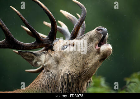 Ciervo rojo (Cervus elaphus) stag rugiendo durante la temporada de celo