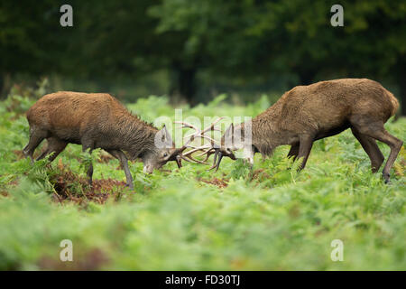 Ciervo rojo (Cervus elaphus) ciervos batalla durante la temporada de celo