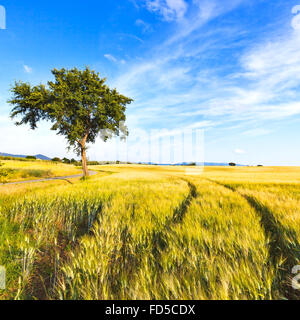 El trigo presentó una curva con dos pistas y un árbol en un día de primavera. Paisaje rural. En el horizonte el cielo claro. Toscana, Italia. Foto de stock