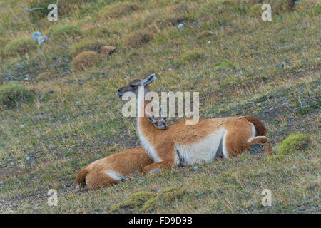 Joven guanaco (Lama guanicoe) que yacía en el suelo con su cabeza en la espalda de su madre, Parque Nacional Torres del Paine en la Patagonia Chilena, Chile Foto de stock