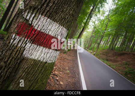 Camino a través del bosque en las montañas de mesa en Silesia con rojo y blanco en los árboles, marcadores de carretera Klodzko, Polonia Foto de stock
