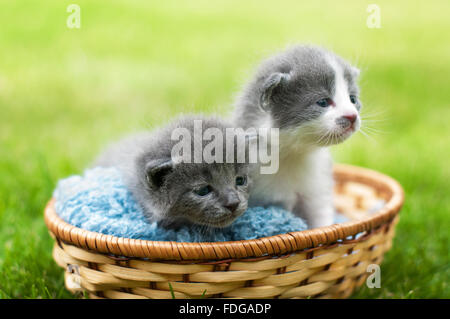 Dos gatitos grises y blancas en una cesta