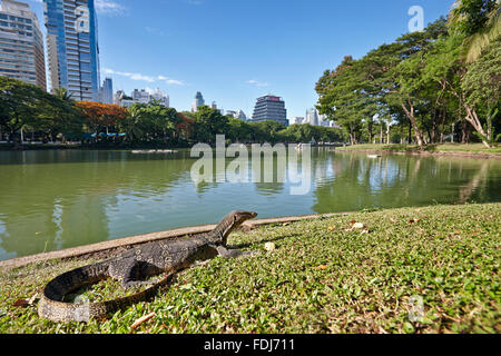 El lagarto monitor grande tomando el sol en la hierba verde cerca del lago en el Parque Lumphini. Bangkok, Tailandia. Foto de stock