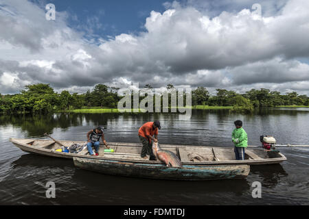 Gestión de Arapaima en Río Japura - Desarrollo Sostenible Mamiraua RDSM Reserva Foto de stock