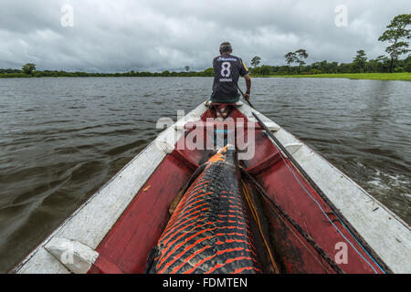 Gestión de Arapaima en Río Japura - Desarrollo Sostenible Mamiraua RDSM Reserva Foto de stock